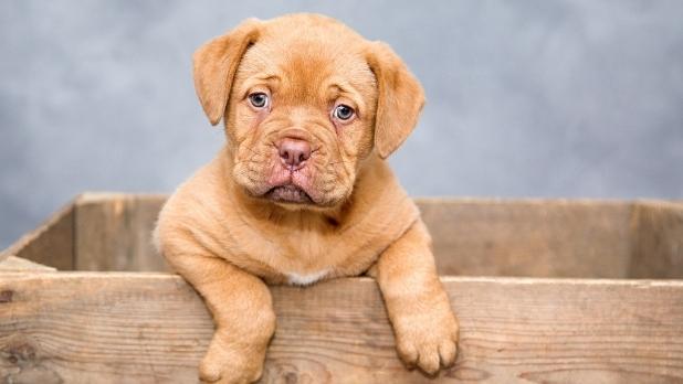 200 tl yavru köpek cinsleri