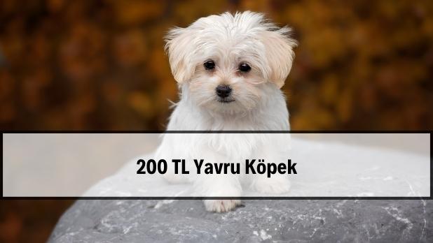 200 tl yavru köpek