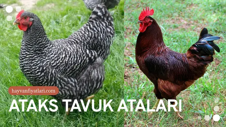 2026 Ataks tavuk fiyatları — damızlık atalar