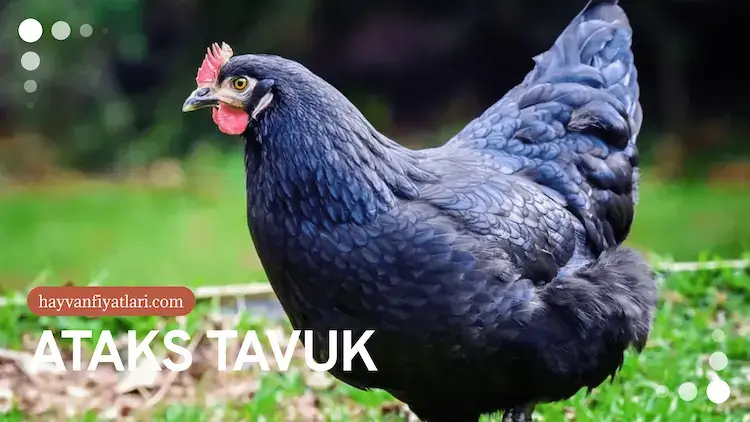 2026 Ataks tavuk fiyatları — kahverengi yumurtacı dişi