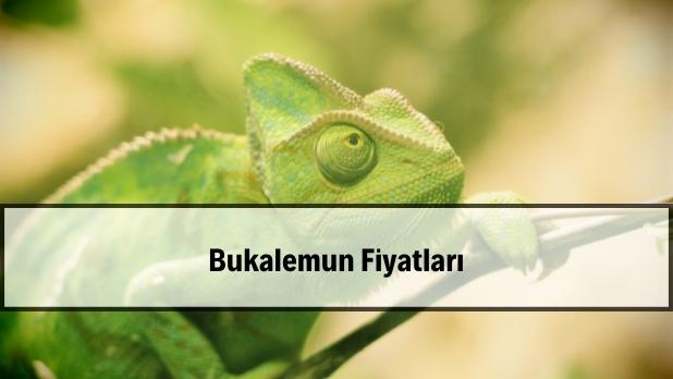 bukalemun fiyatları — panter bukalemun morf örneği