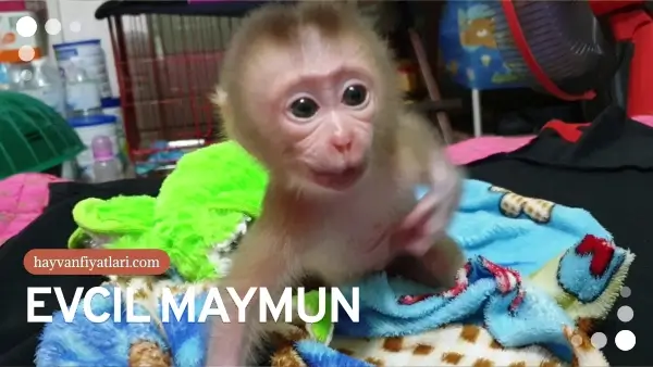 Yavru maymun fiyatları 2026: ilanlarda görülen aralıklar