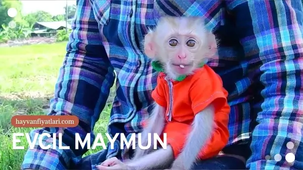 Evcil maymunların özellikleri ve davranışları