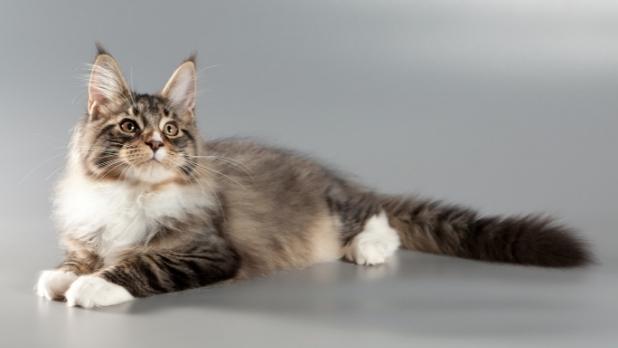 2026 Maine Coon fiyatları — yetişkin erkek örnek