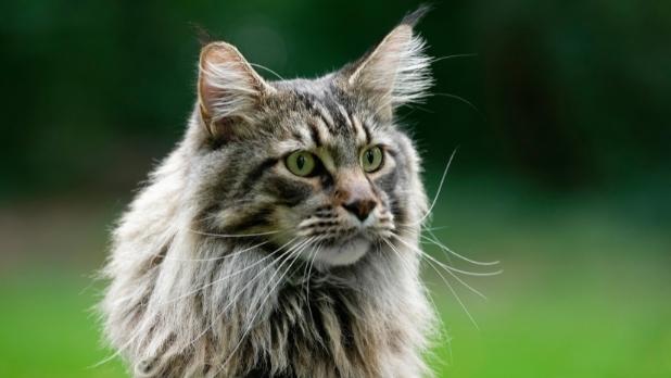 2026 Maine Coon fiyatları — yavru görünümü