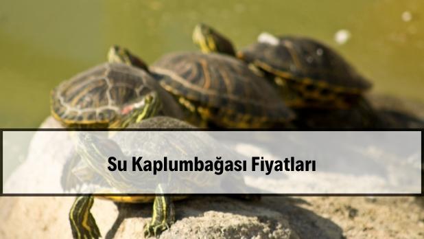 su kaplumbagasi fiyatlari