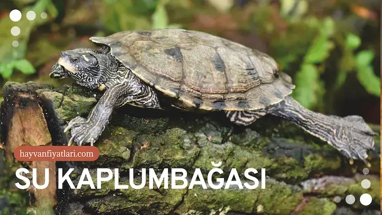 su kuplumbagasi 2 su kuplumbagasi 2