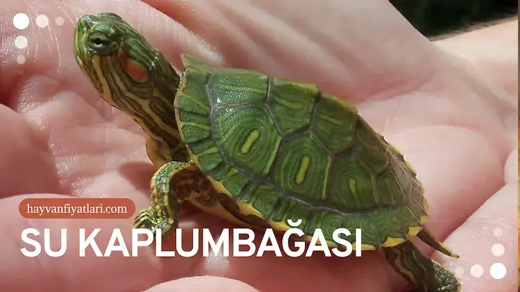 su kuplumbagasi 3 su kuplumbagasi 3