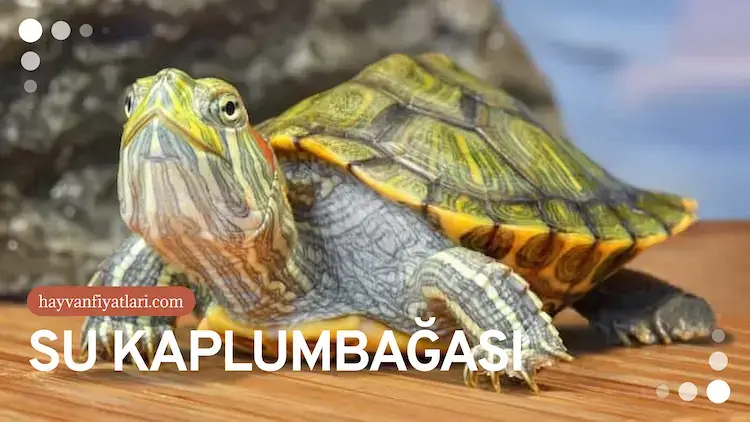 su kuplumbagasi 4 su kuplumbagasi 4