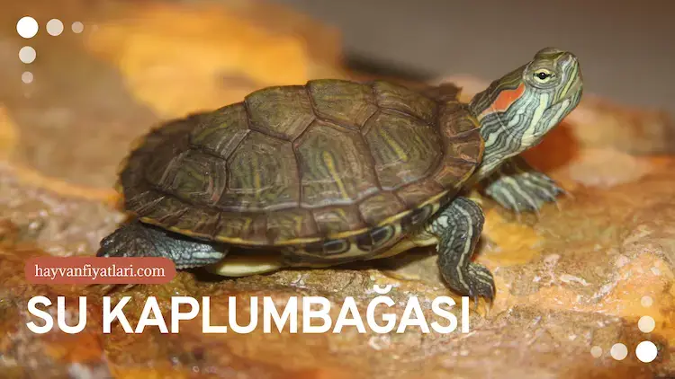 su kuplumbagasi kirmizi yanakli su kuplumbagasi kirmizi yanakli