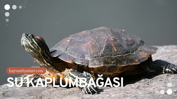su kuplumbagasi su kuplumbagasi