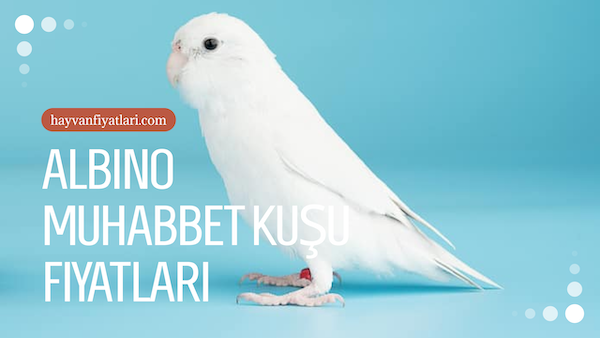 2026 albino muhabbet kusu fiyatlari