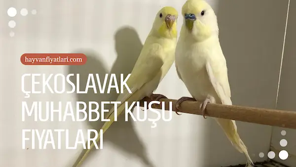 2026 cekoslavak muhabbet kusu fiyatlari