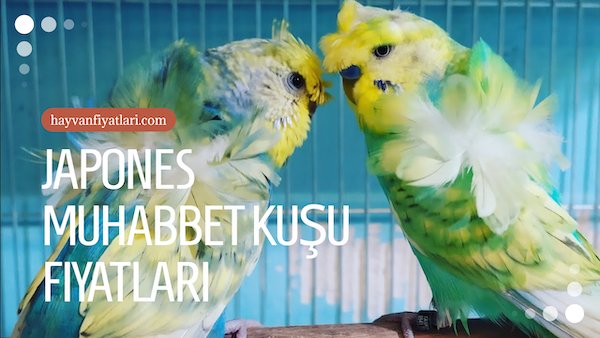 2026 japones muhabbet kusu fiyatlari