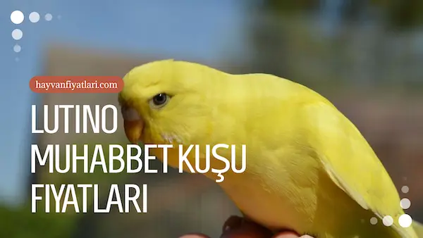 2026 lutino muhabbet kusu fiyatlari