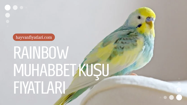 2026 rainbow muhabbet kusu fiyatlari