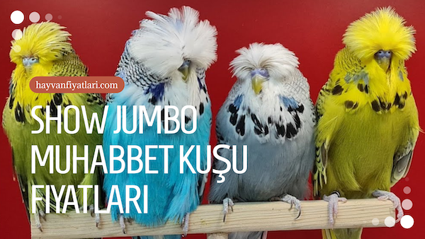 2026 show jumbo muhabbet kusu fiyatlari