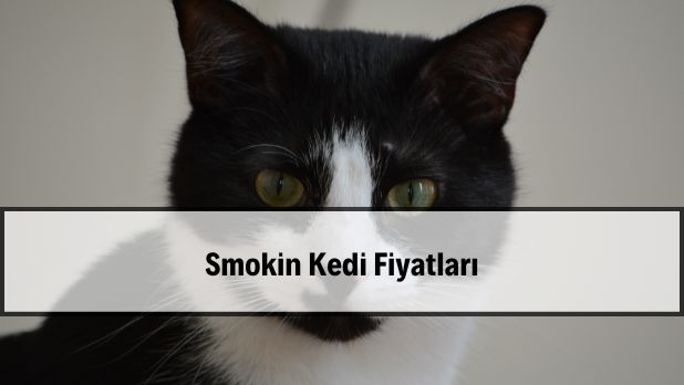 2026 smokin kedi (tuxedo) fiyatları ve genel görünüm