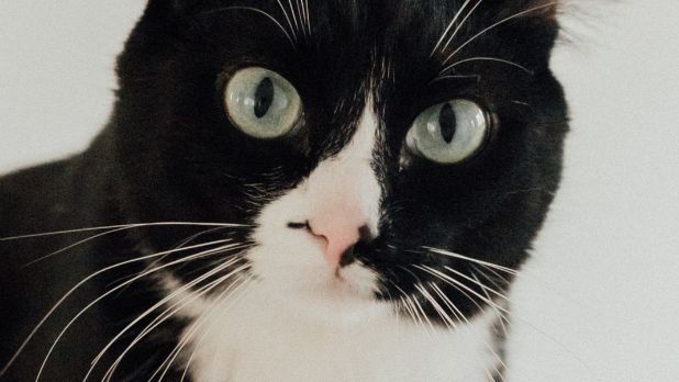 Yavru smokin kedi: 2026 fiyatı, bakım ve sosyalleşme