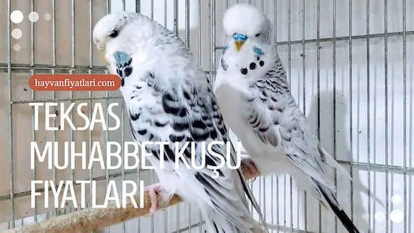 2026 teksas muhabbet kusu fiyatlari