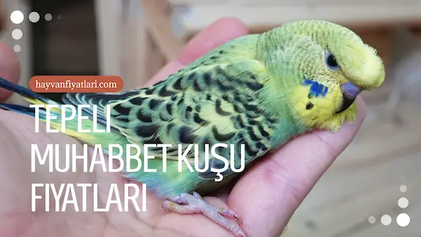 2026 tepeli muhabbet kusu fiyatlari