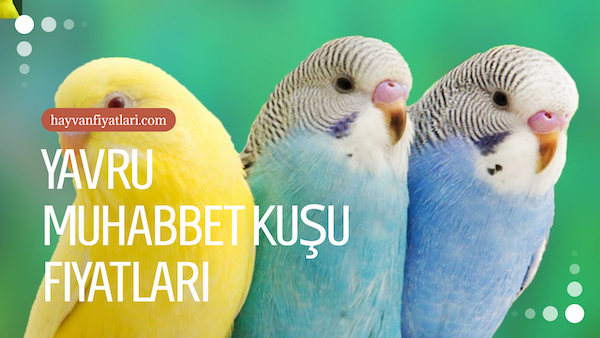 2026 yavru muhabbet kusu fiyatlari