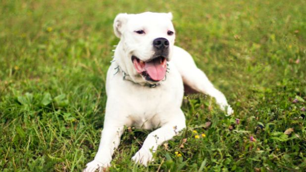 2026 satılık Dogo Argentino