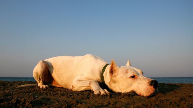 2026 Dogo Argentino yavru fiyatları