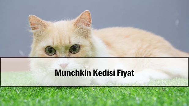 2026 Munchkin kedisi fiyatları ve kısa bacak yapısı