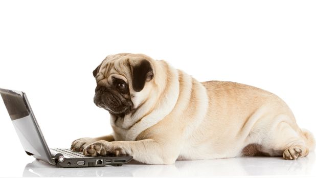 2026 pug yavru