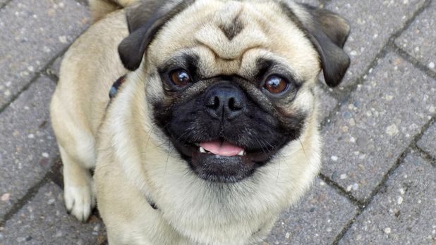 2026 satılık pug