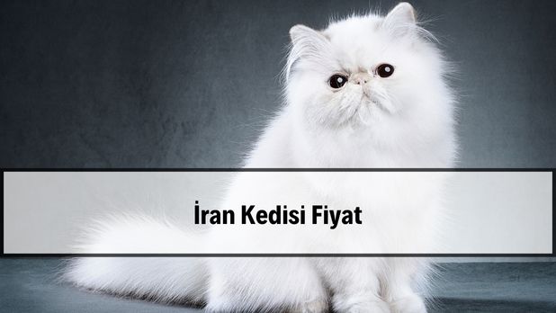 Satilik Iran Kedisi Fiyatlari Sahibinden Satilik Iran Kedisi Fiyatlari Sahibinden