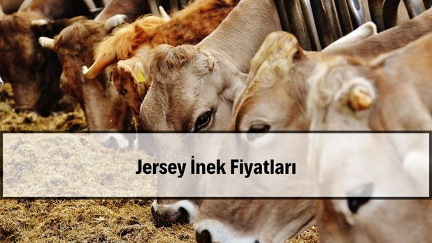 2026 Jersey İnek Fiyatları — satılık düve ve laktasyon inekleri