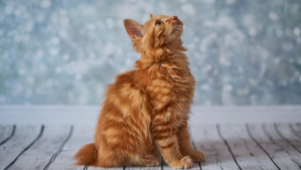 American Bobtail yavru
