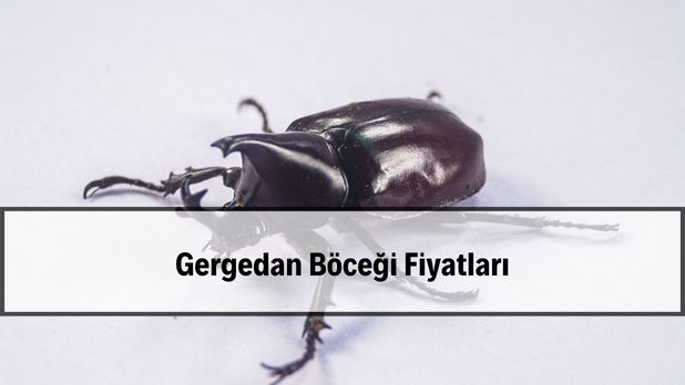 2026 gergedan böceği fiyatı ve boynuz görünümü