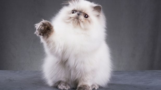 iran kedisi yavru fiyatlari iran kedisi yavru fiyatlari