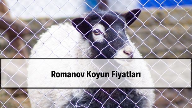 2026 Romanov koyunu