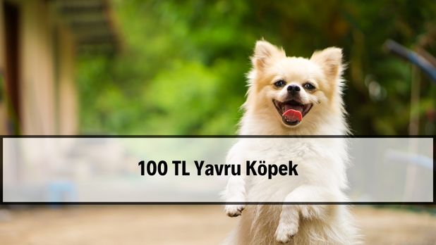 100 tl lik yavru kopekler 100 tl lik yavru kopekler