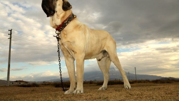 Aksaray Malaklısı nerede bulunur