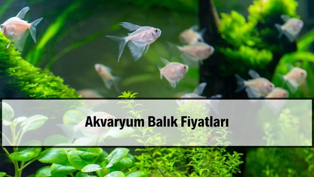 Akvaryum Balik Fiyatlari