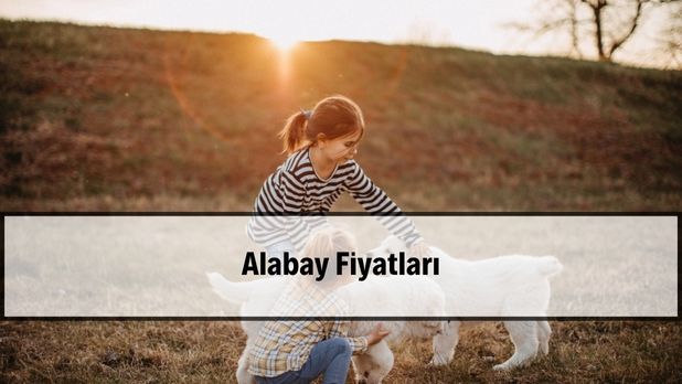 2026 Alabay fiyatları ve güçlü gövde