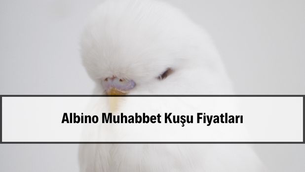 2026 Albino Muhabbet Kusu 2026 albino muhabbet kuşu ve beyaz tüy yapısı