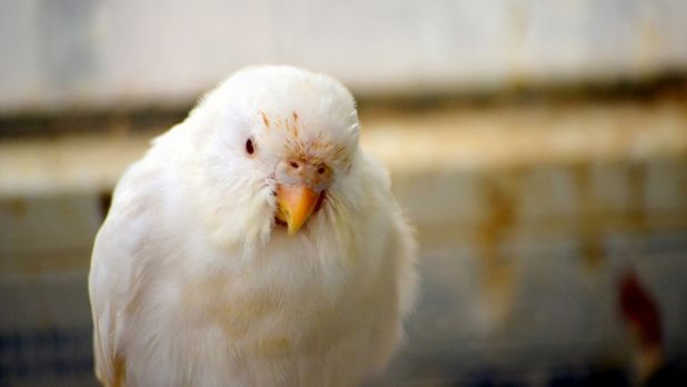 2026 Albino Muhabbet Kusu Ozellikleri 2026 albino muhabbet kuşu beyaz tüyleri ve kırmızı gözleri