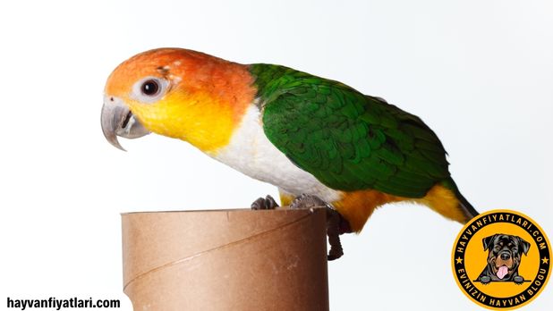 Caique Papagani konusur mu