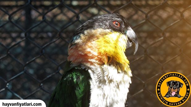 Caique papagan ne yer