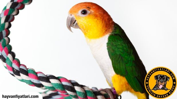 Satilik Caique Papagani Fiyatlari Sahibinden