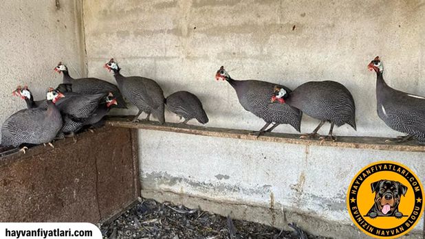 Satilik Tokat Tavugu Fiyatlari