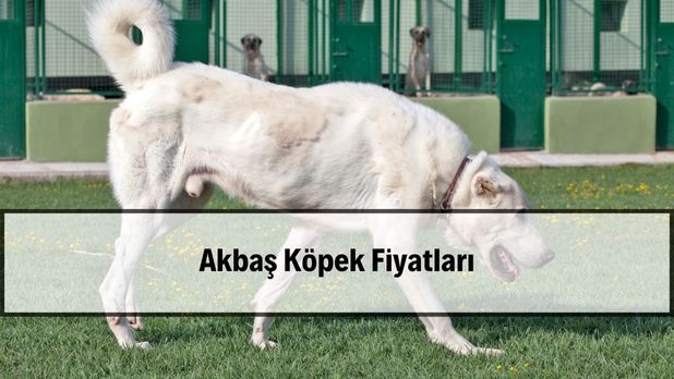 2026 Akbaş köpek fiyatları ve genel görünümü
