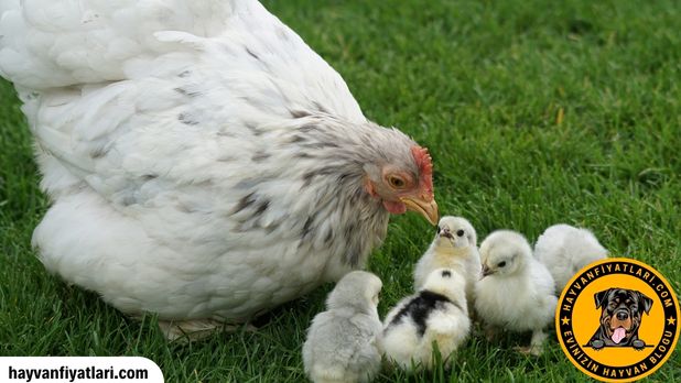 pacali tavuk yumurtasi fiyatlari