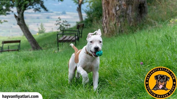 American Staff Pitbull Yavru Fiyatlari